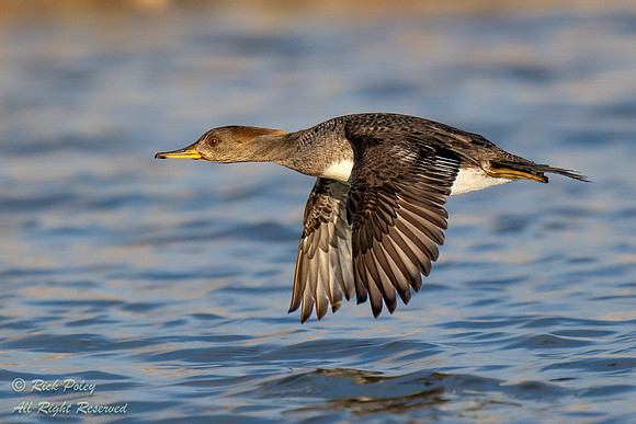 Female Hooded Merganser (Lophodytes cucullatus) in Flight, NM