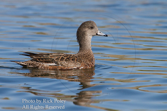 American Wigeon (Anas americana)