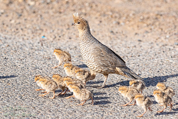 Scaled Quail (callipepla squamata) With Covey of Chicks, NM