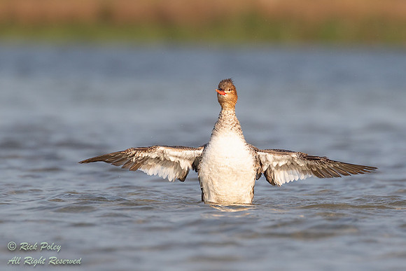 Red-breasted Merganser (Mergus serrator) Drying Wings, FL
