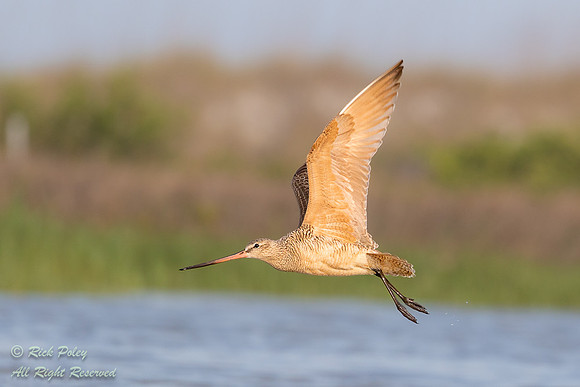 Marbled Godwit (Limosa fedoa) in Flight, FL