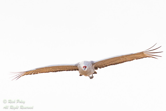 Incoming Sandhill Crane (Grus canadensis) in Flight, NM
