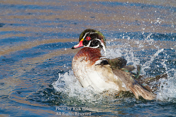 Bathing Male Wood Duck (Aix sponsa)