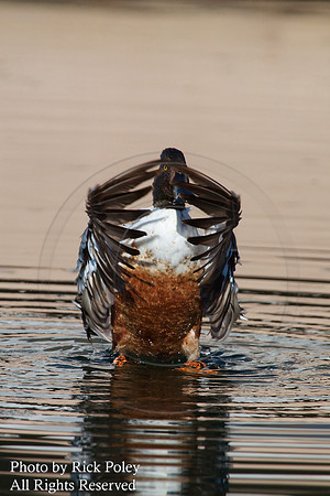 Bathing & Preening Male Northern Shoveler