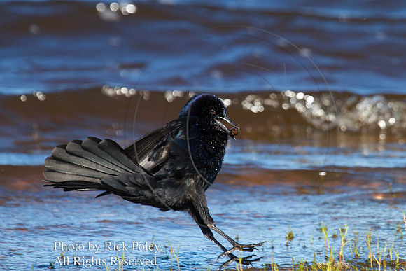 Male Boat-tailed Grackle with Snail