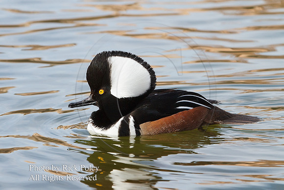 Drake Hooded Merganser (Lophodytes cucullatus)