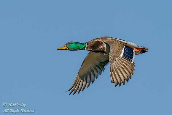 Drake Mallard (Anas platyrhynchos) in Flight, NM