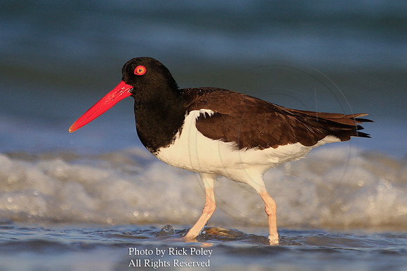 American Oystercatcher (Haematopus palliatus)