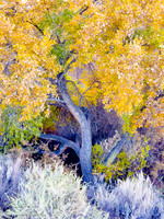 Cottonwood Trees in Rio Rancho Bosque in Autumn, NM