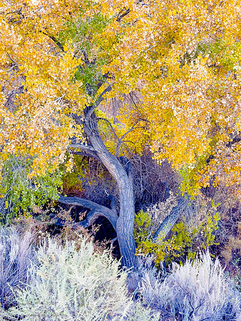 Cottonwood Trees in Rio Rancho Bosque in Autumn, NM