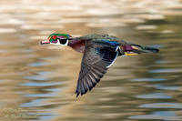 Drake Wood Duck (Aix sponsa) In Flight, NM