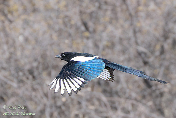 Flying Black-billed Magpie (Pica hudsonia), CO