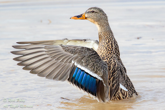 Female Mallard (Anas platyrhynchos) Drying Wings After Mating, N