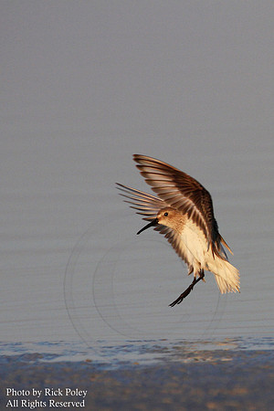 Western Sandpiper (Calidris mauri) Landing;