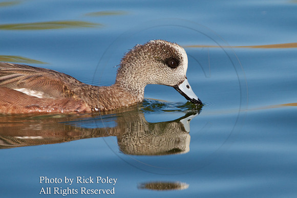 American Wigeon (Anas americana)