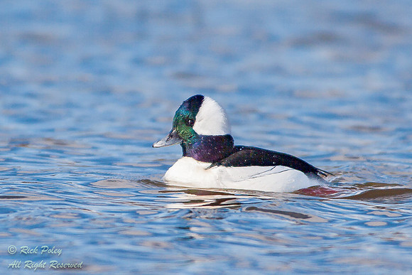 Drake Bufflehead (Bucephala albeola), Bosque del Apache NWR, NM