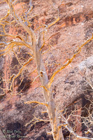 Pine Skeleton & Rock Wall Varnish & Lichens, Arches National Par