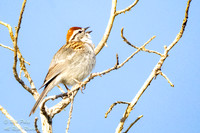 Singing Chipping Sparrow (Spizella passerina), CO