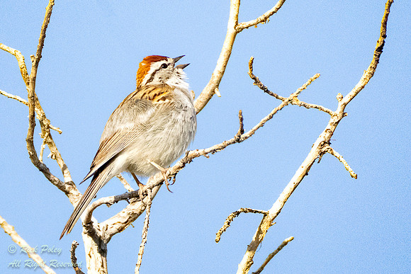 Singing Chipping Sparrow (Spizella passerina), CO