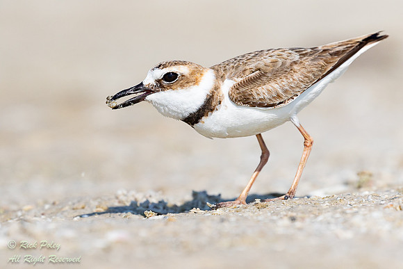 Wilson's Plover (Charadrius wilsonia) With Marine Invertebrate