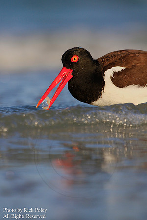 Foraging American Oystercatcher (Haematopus palliatus)