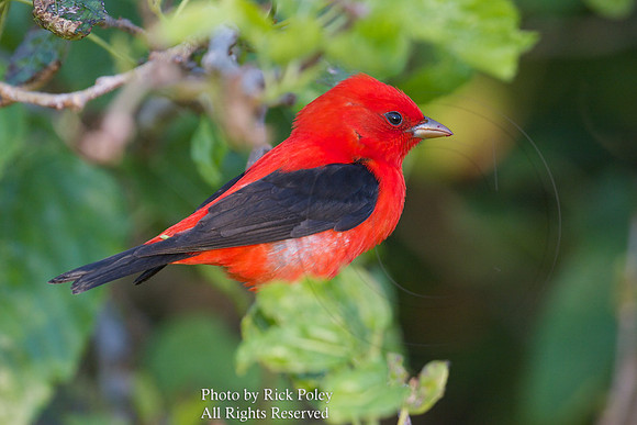 Male Scarlet Tanager (Piranga olivacea)