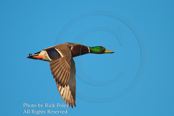 Drake Mallard in Flight