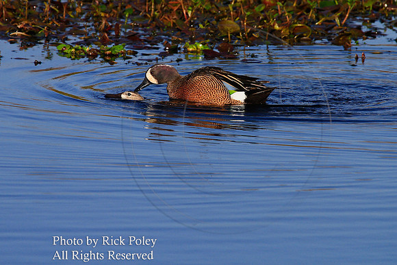 Mating Blue-winged Teal