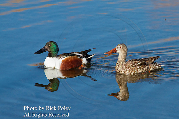 Drake & Hen Northern Shovelers