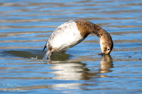 Juvenile Canvasback (Aythya valisineria) Diving, NM