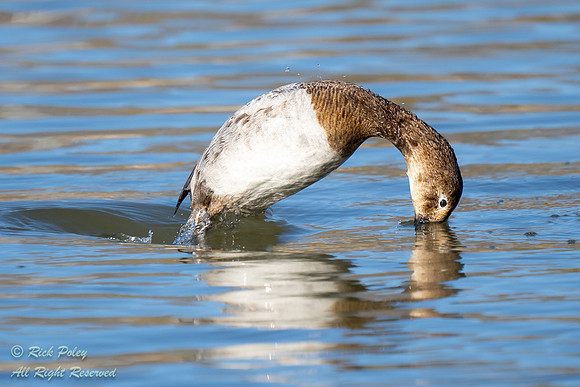 Juvenile Canvasback (Aythya valisineria) Diving, NM