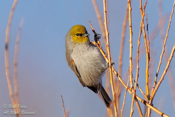 Perching Male Verdin (Auriparus flaviceps), NM