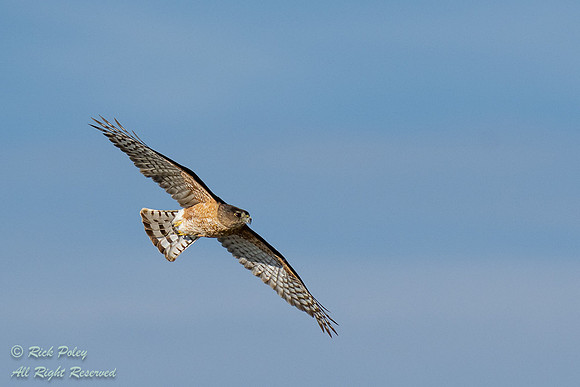 Cooper's Hawk (Accipiter cooperii) Flying,  NM