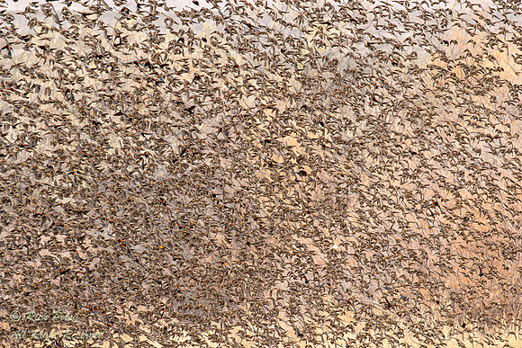 Flock of Red-winged Blackbirds (Agelaius phoeniceus), NM