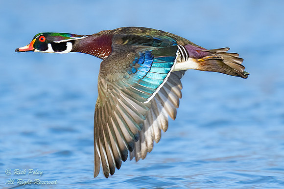 Drake Wood Duck (Aix sponsa) in Flight, NM