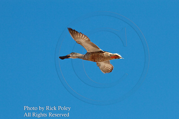 Flying Male Nonbreeding Northern Shoveler