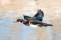 Drake Wood Duck (Aix sponsa) In Flight, NM