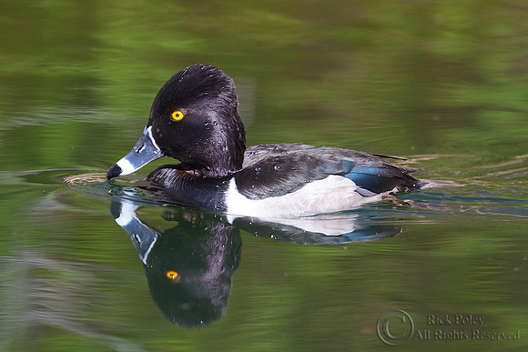 Ring-necked Duck (Aythya collaris)