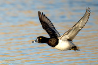 Male Ring-necked Duck (Aythya collaris) in Flight Over Pond, NM