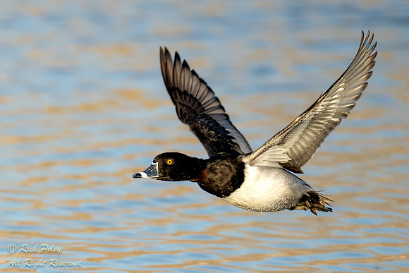 Male Ring-necked Duck (Aythya collaris) in Flight Over Pond, NM