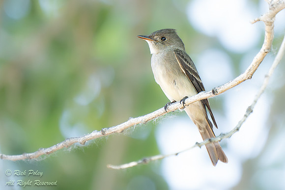 Western Wood-Pewee (Contopus sordidulus), NM