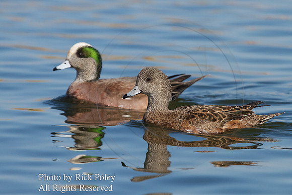 American Wigeon (Anas americana)