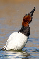 Drake Canvasback (Aythya valisineria) Head-throw, NM