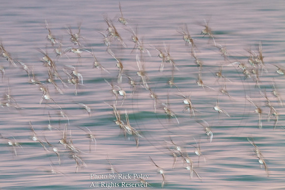 Flock of Peeps In Flight (motion blur)