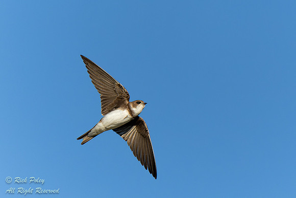 Flying Bank Swallow (Riparia riparia), NM
