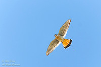 Hovering American Kestrel (Falco sparverius) NM