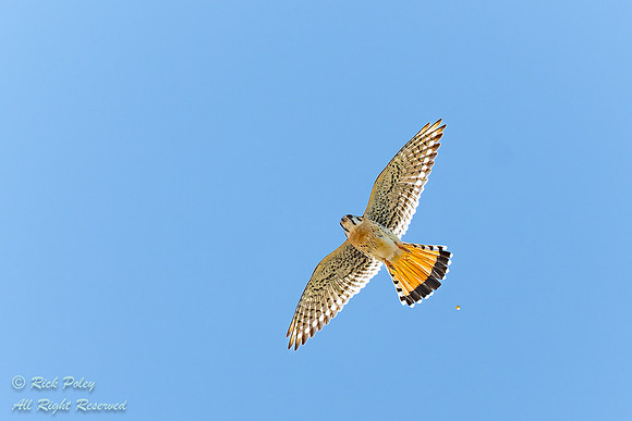 Hovering American Kestrel (Falco sparverius) NM