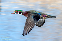 Drake Wood Duck (Aix sponsa) In Flight, NM