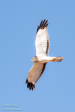 Male Northern Harrier (Circus cyaneus) in Flight, NM