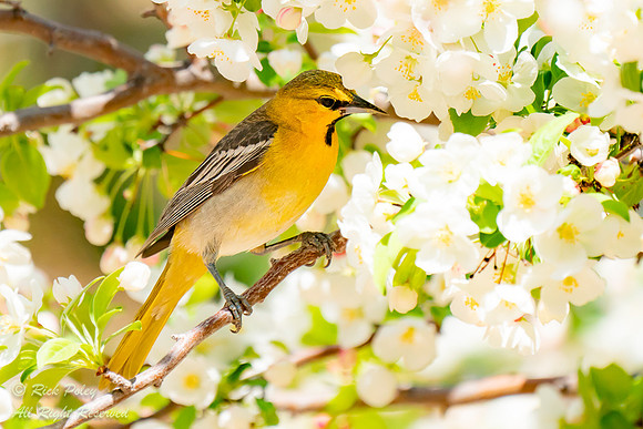 First Year Male Bullock's Oriole (Icterus bullockii) Foraging in